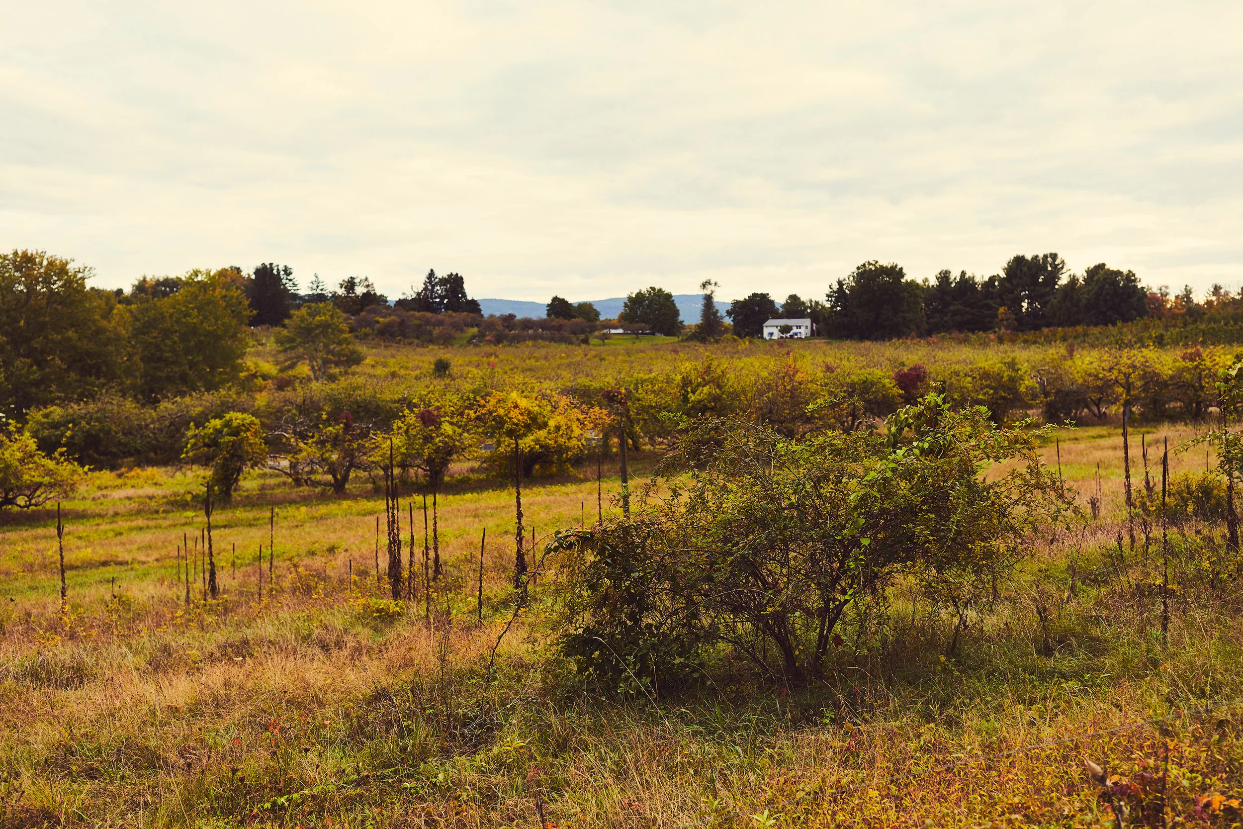 Autumn orchard and community landscape at The Bluffs
