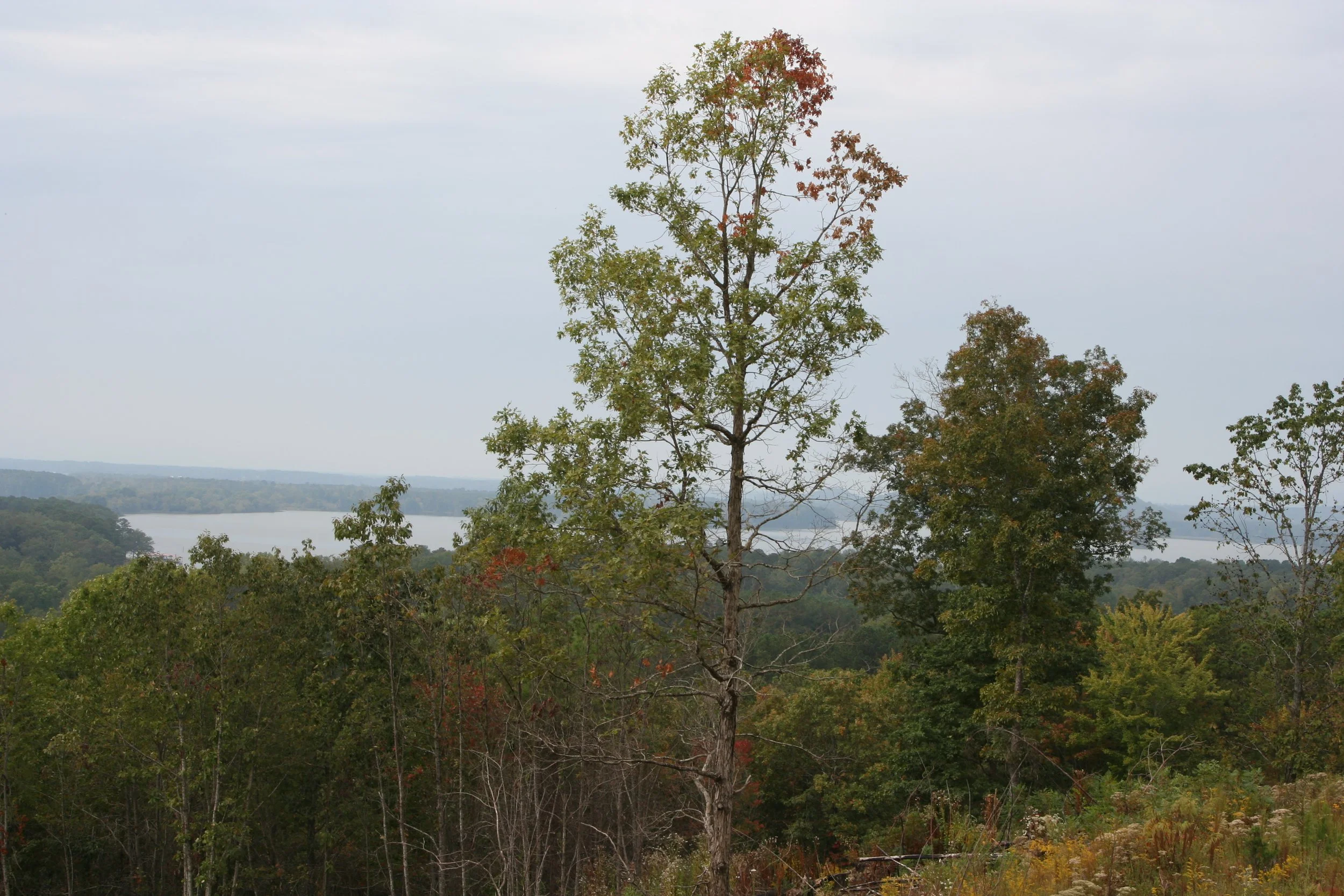 Lots 5 & 6 — property boundary and terrain